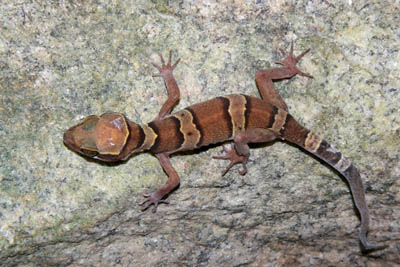 Cyrtodactylus samroiyot, Sam Roi Yot District, Prachuap Khiri Khan Province; photo. by Wanlada Thanaprayotsak.