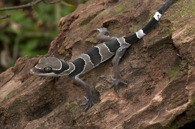 Cyrtodactylus australotitiwangsaensis, Fraser's Hill, Peninsular Malaysia; photo. by Lee Grismer