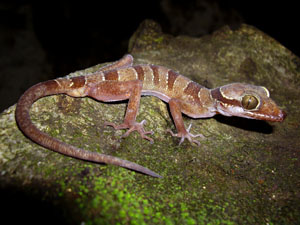 Cyrtodactylus bintangrendah, Lenggong Valley, Peninsular Malaysia; photo. by M. Muin