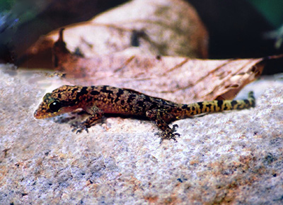 Cyrtodactylus sangi, Nui Chua National Park, southern Vietnam; photo by V. Bobrov